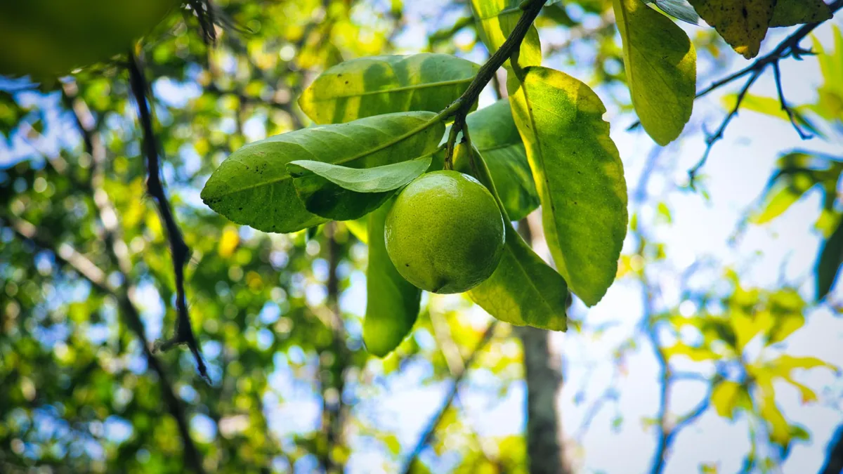 A vibrant green lemon hanging from a tree branch on a sunny day.